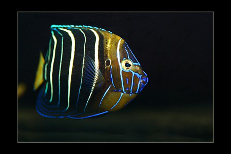 copyright R. Callewaert